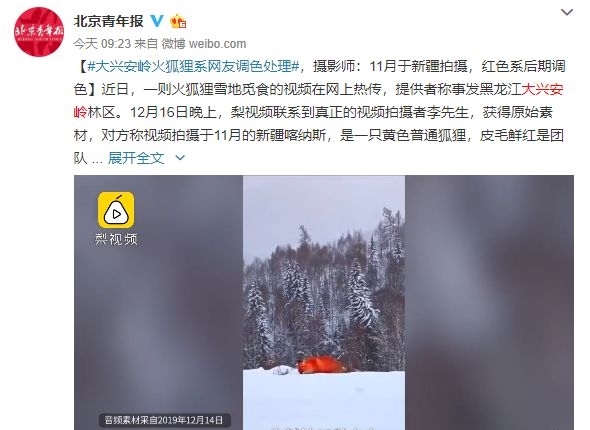 大兴安岭出现火狐狸