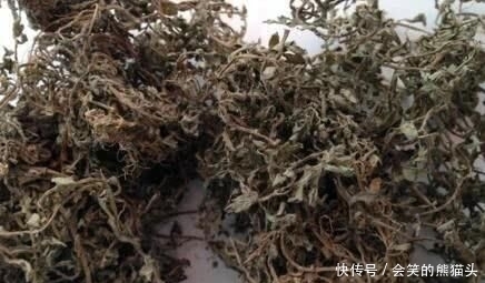 养花久@1种野草,人称“鹅不食”,农民砍了当柴烧,殊不知,能治咳喘