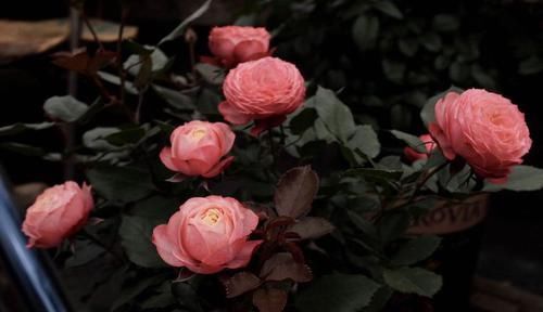 『浪漫宝贝』新手养花推荐,此四款花朵超好养,开花绚丽,枝繁叶茂开花香喷喷