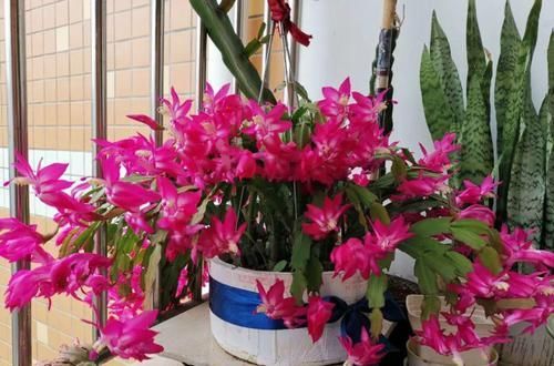  #长寿花#养花记住3个小技巧，茶花再难也能养好，开花多得不见叶！