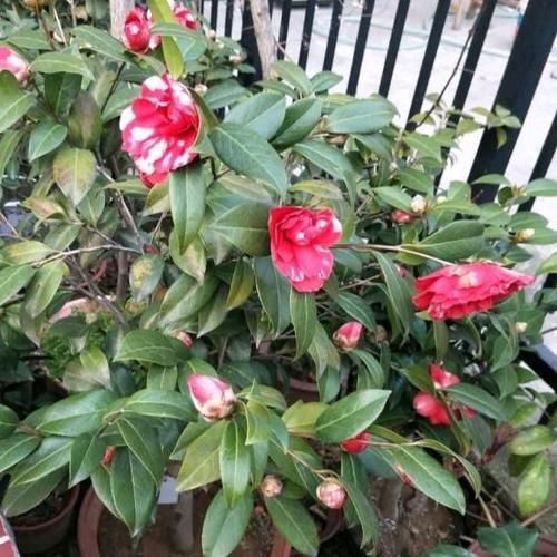  [茶花]想要茶花长势好、开花旺，这“1件事”绝对不能少，否则难开花