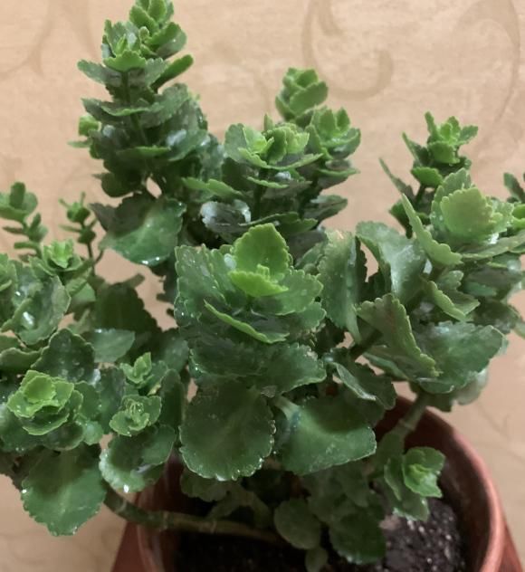  【长寿花的花】长寿花开败了，剪剪枝，晒足太阳，喂点“薄肥”，还能接着开