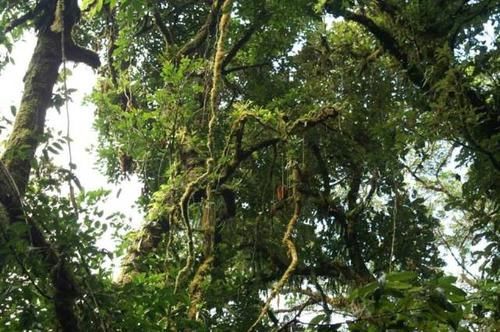  『附生植物』某些植物的有趣现象，它们会“附身”在其他植物上！
