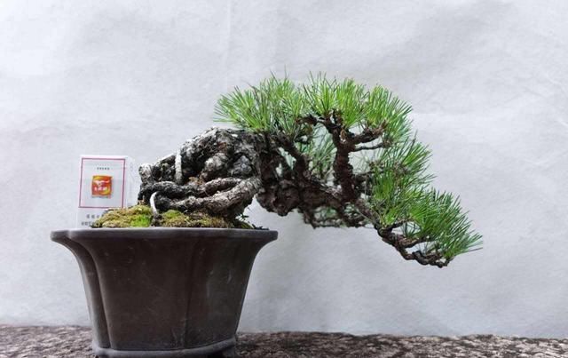  自然■松针短小成簇，形成自然苍劲之感，这样的“上品树”，来一盘！