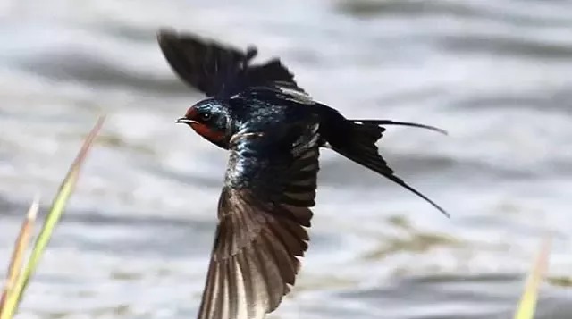 燕子过冬需要南迁，那最后飞到南方什么地方呢？出来怕你不信！