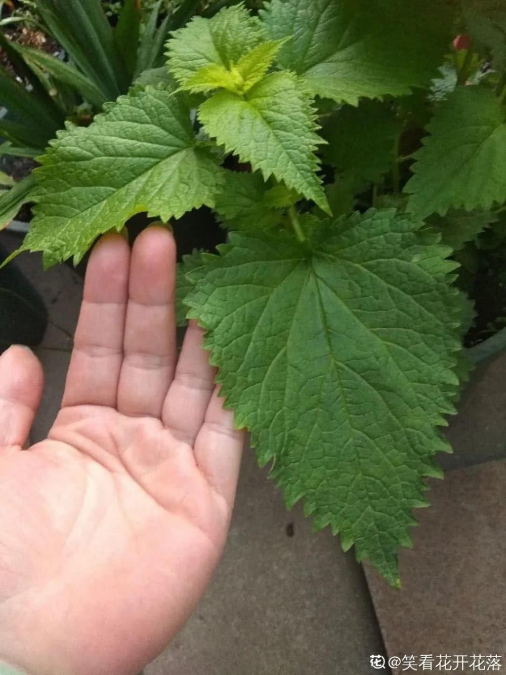 也可以:7种花插土里,立马长满院子,蚊虫不敢靠近!