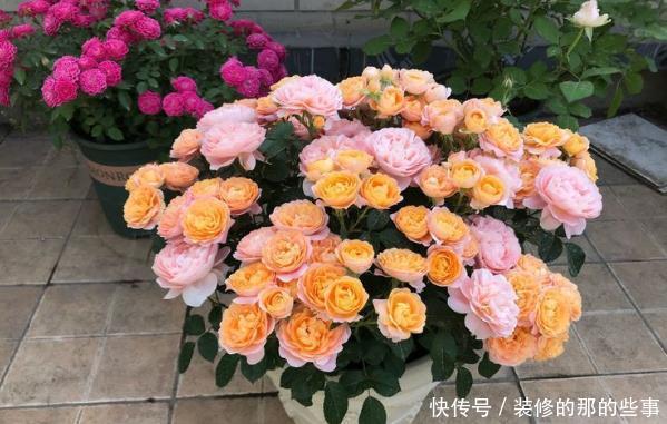  『美好』喜欢养护花卉，就选择优雅大气，寓意美好，花大色艳的花卉