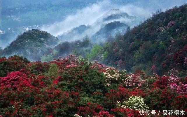 「杜鹃」国家Ⅱ级珍稀濒危物种|花色妖娆的大王杜鹃