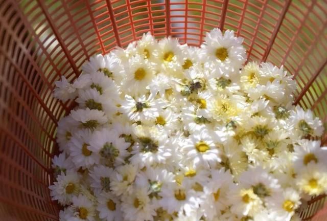 「不见」几种感恩花,你养它,它也养你,能吃能赏能泡茶,小病小灾不见了