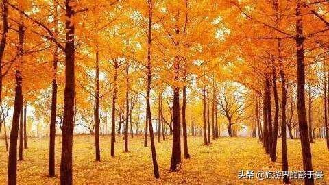 河北栾卸银杏风景区火了，被称为华北地区规模最大银杏林