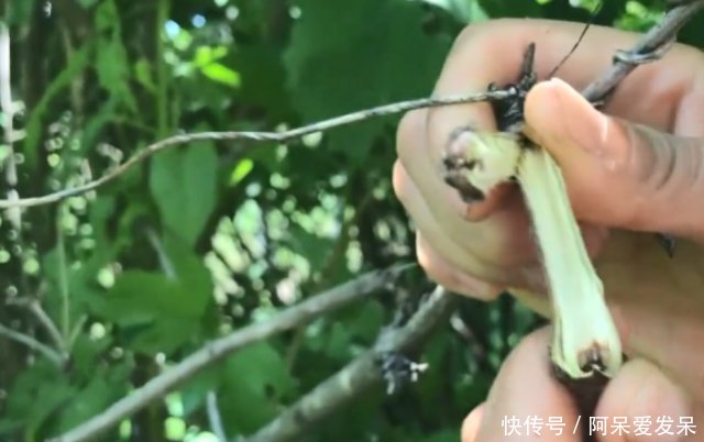 农村这种常见的接骨木，老一辈人都视之如宝，树枝泡酒非常好用