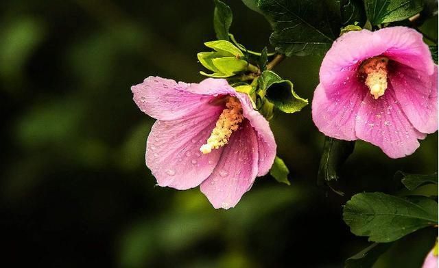 『木槿花』「食光流影」远方的木槿花