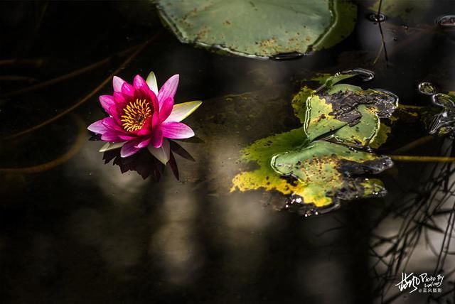 南京池杉湖，华东地区最大的水上池杉林，秋色醉美的观鸟胜地