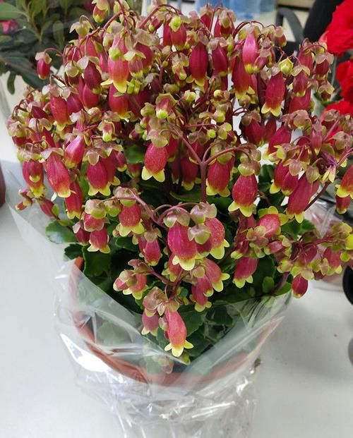 【家里】这几款花卉养在家里,花期长易打理,花色鲜艳,适合种在庭院观赏