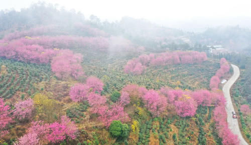 冬天赏樱花？没错，贵州的5000多株冬樱花盛开了！