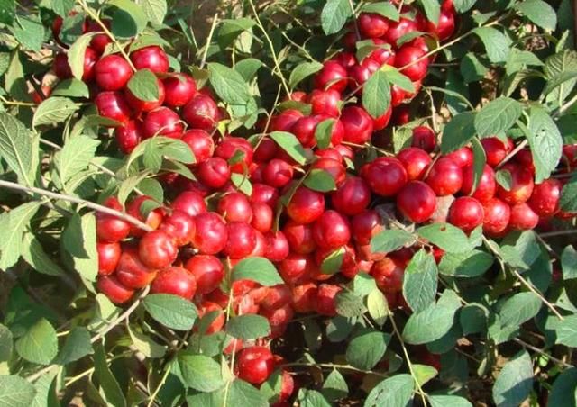 农村这种野果才是“补钙之王”，它的全身都是宝，目前卖到40一斤