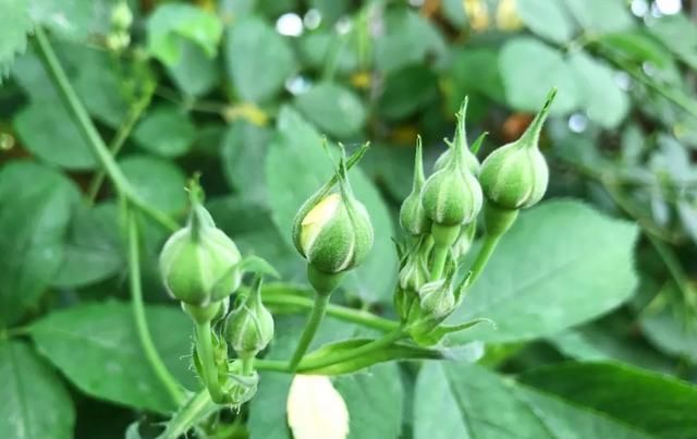  [家里]三月, 家里的植物