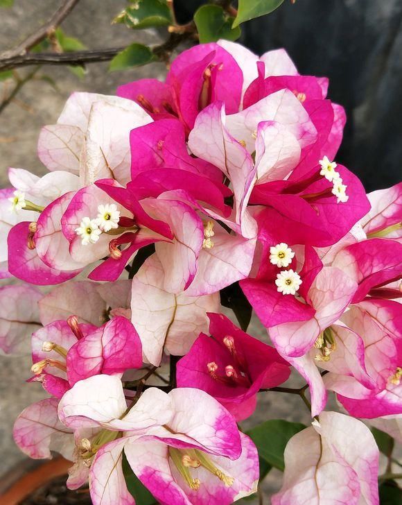  #开花的植物#养花有门道， 5个“雷区”要避开，有人经常犯，小心把花都养死
