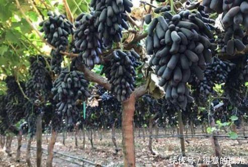  【葡萄】此树零下20度都冻不死，碰土就活，在农村种一棵，来年