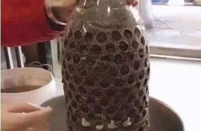  身体■3种抗病菌菜，种几盆，绿色又健康，多吃点，1家“老少”身体好