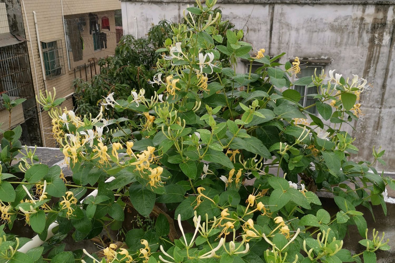 『金银花盆景桩头』金银花盆景怎样养护