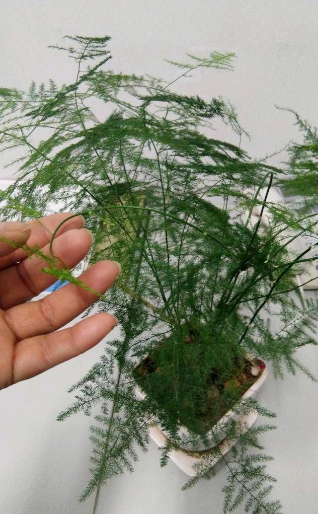  『摧毁』种花与育人：看，你在不知不觉中摧毁天才