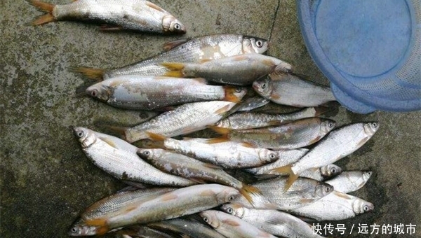  【中鱼率】手竿钓黄尾鲴的钓组搭配和调漂方法，能否连竿上鱼，这两点是关键