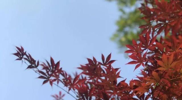 徐州这两天唱起了“小晴歌” 又是一年秋意浓，赏秋正当时！