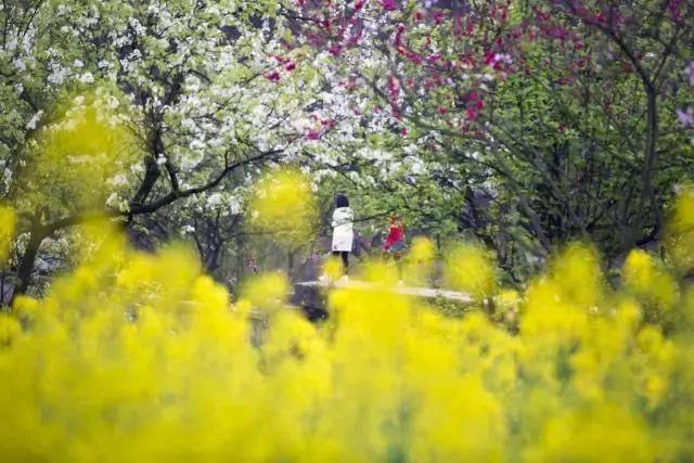 春天怎么拍才有意境？十招让您立刻开窍！