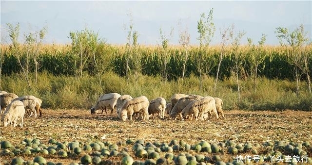  [成熟]新疆的西瓜成熟了，大型机器直接开到田地里收瓜