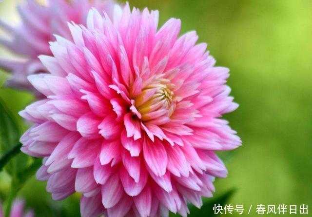  种能@养花就养种能爆盆的，开花量大颜色漂亮，家里养一盆，养出小花园