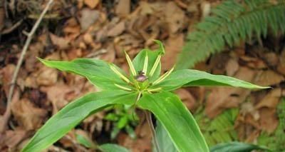  药用价值■农村一种野草叫“七叶一枝花”，农民见到就砍，如今药用价值珍贵