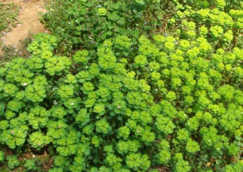 农村称为“叶上黄金”的植物，以前人们不愿意触碰，其实价值珍贵