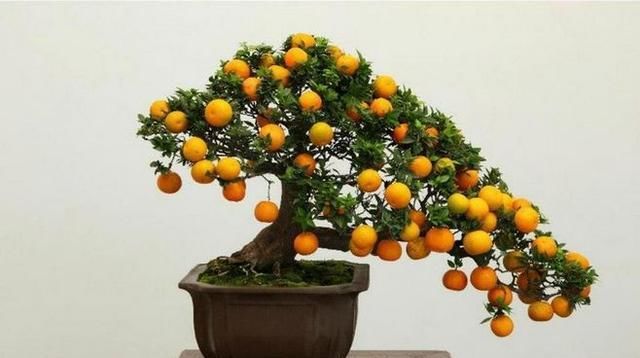 60例盆景树种，总有属于你的那棵（建议收藏）