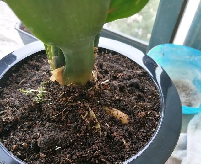  [花钱]养君子兰用个窍门，不花钱也能种出十盆绿油油、开花多的君子兰