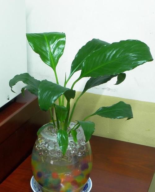 『到植株』家中养一盆白鹤芋,净化空气好帮手!水培白鹤芋技巧
