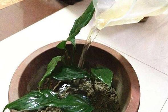  小花：养花怎么浇水？浇水也要讲方法，小花花：再乱浇，分分钟死给你看