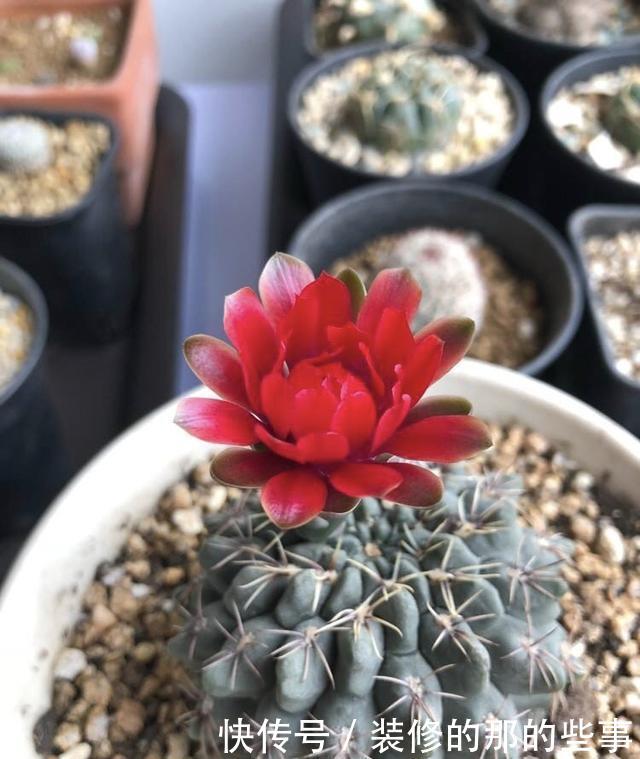 「一大」仙人球绯花玉怎么养?光照施肥充足,花苞一大圈,能开好多花