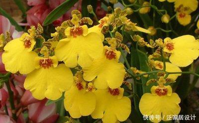  「特别」喜欢养护花卉，就养护3种花卉，花色特别，花期长，妖娆美丽