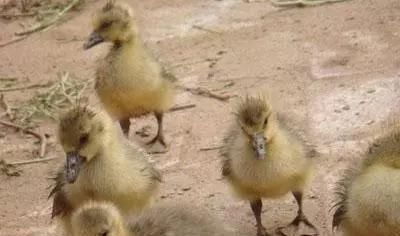  全身：全身是宝，养一只就赚1000元，目前养的人不多