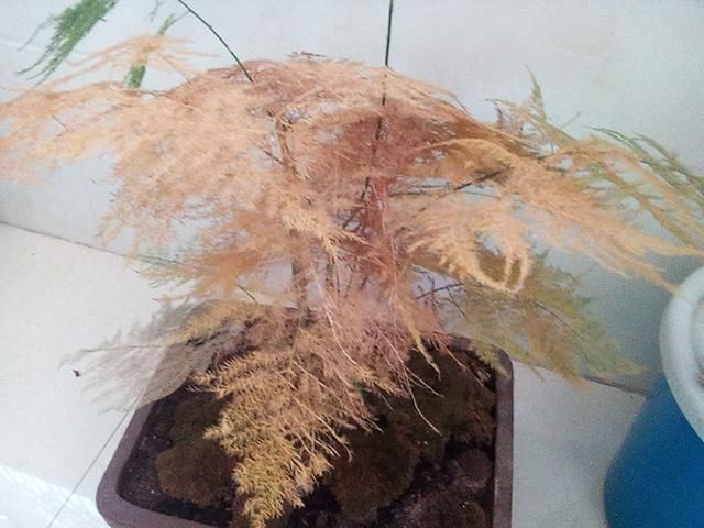  [阳光]常见的2种花，最怕“阳光晒”，阴凉处养它才会长得旺