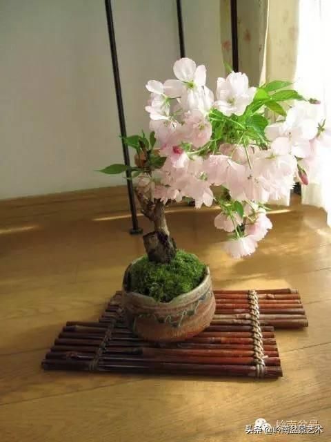 樱花盆景，美到窒息！