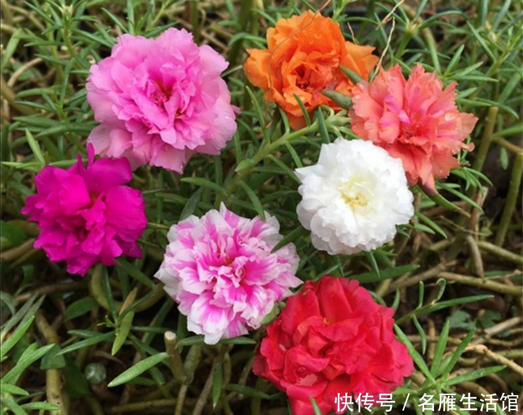  『光照』春天这5种花，要多晒太阳，不然光长叶子，开花少