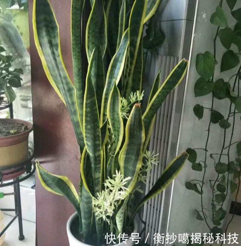 小妙■养花小妙招,花开爆满盆
