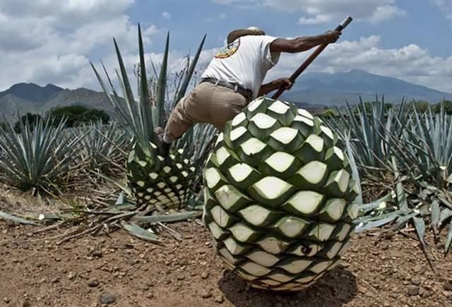  #果实#长得像菠萝，12年才能成熟，一颗果实重达百斤，酿成酒200元一瓶