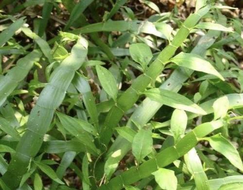  [植物]山沟里的“1种植物”，被称为“竹节蓼”，叶片像海带，珍贵！