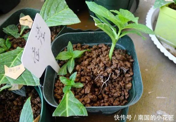  【花钱买】3种花太贵，不用花钱买，剪3根枝插土里，2周能生根！
