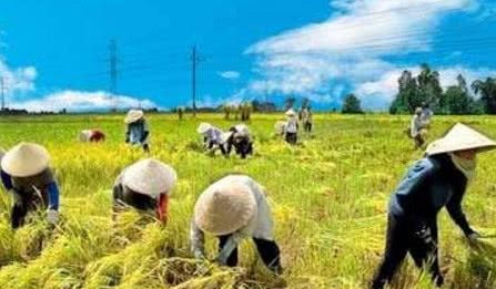 越南人口近亿，领土比云南省还要小，为何还能大量出口大米？