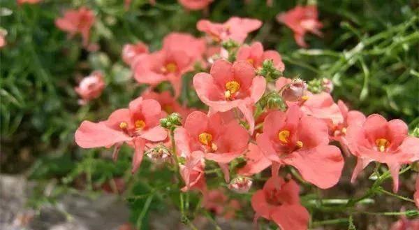 【搜罗】史上最全“懒人植物”大搜罗,看看哪盆才是你的心头好
