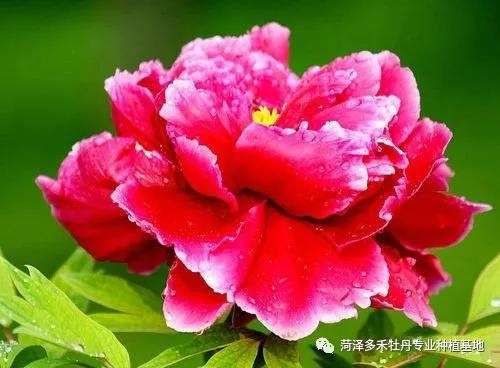 牡丹:教你欣赏牡丹了解牡丹,史上最全面的总结!
